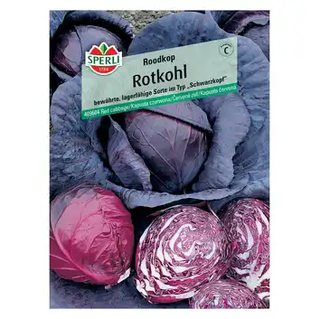 Kapusta czerwona 'Roodkop' Nasiona PREMIUM Sperli