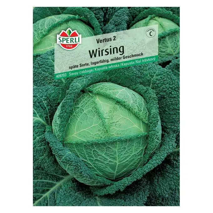 Kapusta włoska 'Vertus 2' Nasiona PREMIUM Sperli