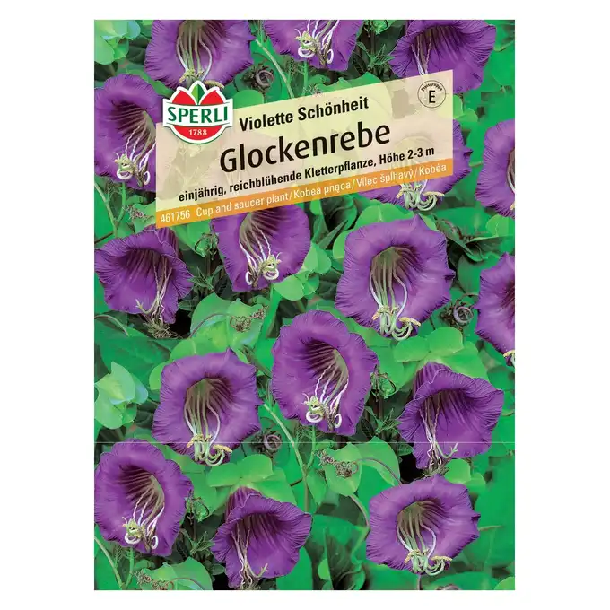 Kobea pnąca 'Violette Schönheit' Nasiona PREMIUM Sperli