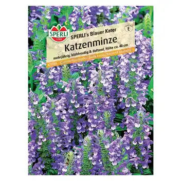Kocimiętka 'SPERLI's Blauer Kater' Nasiona PREMIUM Sperli