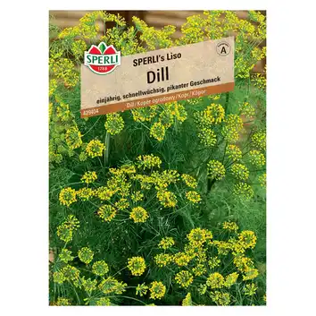 Koper ogrodowy 'SPERLI's Liso' Nasiona PREMIUM Sperli