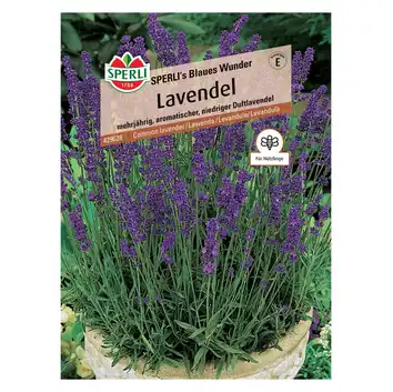 Lawenda 'SPERLI's Blaues Wunder' Nasiona PREMIUM Sperli