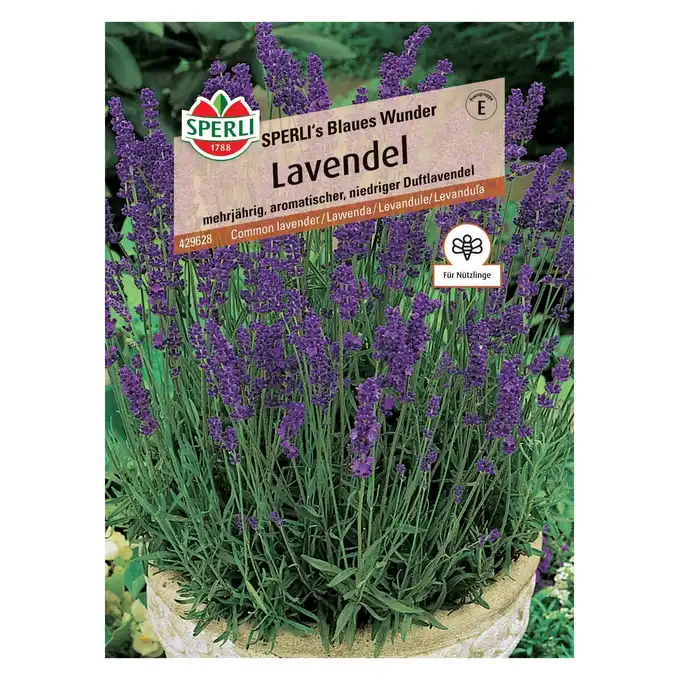 Lawenda 'SPERLI's Blaues Wunder' Nasiona PREMIUM Sperli