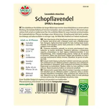Lawenda francuska 'SPERLI's Kronjuwel' Nasiona PREMIUM Sperli