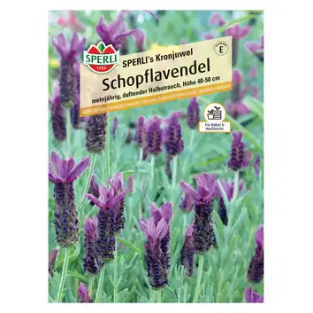 Lawenda francuska 'SPERLI's Kronjuwel' Nasiona PREMIUM Sperli