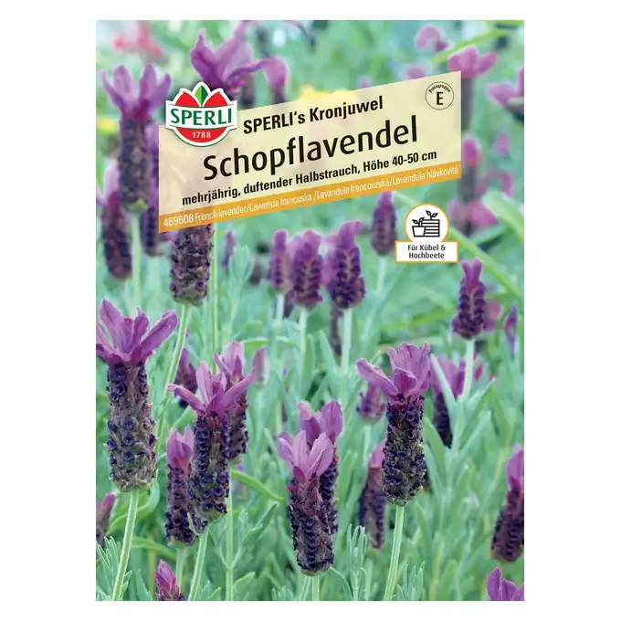 Lawenda francuska 'SPERLI's Kronjuwel' Nasiona PREMIUM Sperli