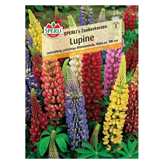 Łubin 'SPERLI's Zauberkerzen' Nasiona PREMIUM Sperli