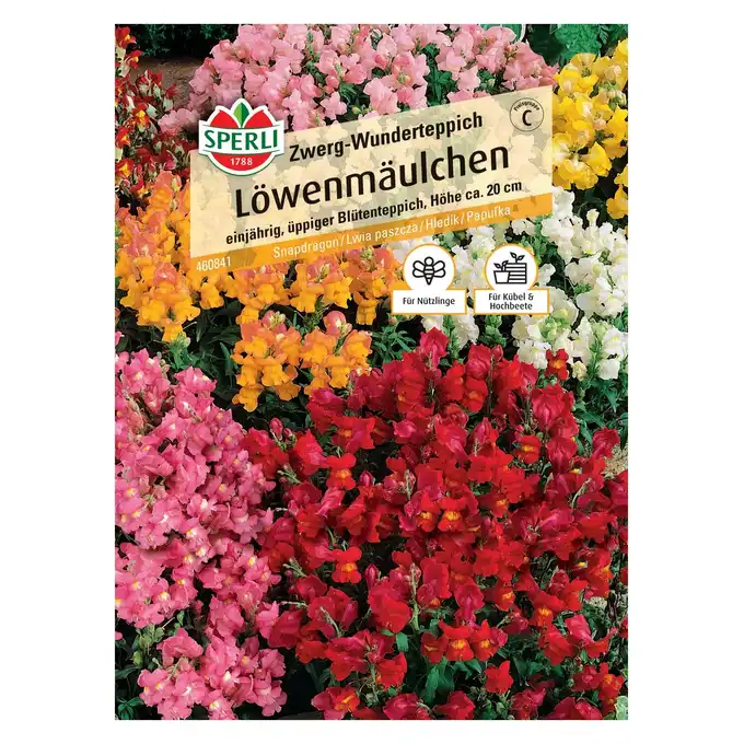 Lwia paszcza 'Zwerg-Wunderteppich' Nasiona PREMIUM Sperli