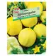 Ogórek sałatkowy 'Lemon' Nasiona PREMIUM Sperli