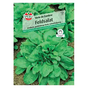Roszponka warzywna 'Verte de Cambrai' Nasiona PREMIUM Sperli