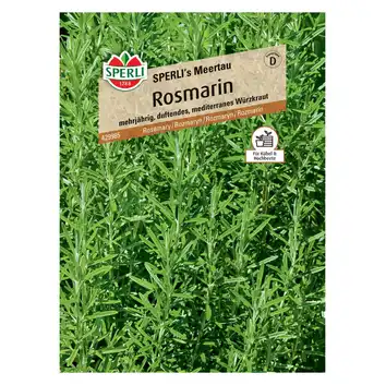 Rozmaryn 'SPERLI's Meertau' Nasiona PREMIUM Sperli