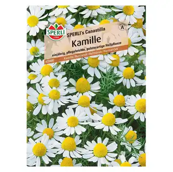 Rumianek 'SPERLI's Canastilla' Nasiona PREMIUM Sperli