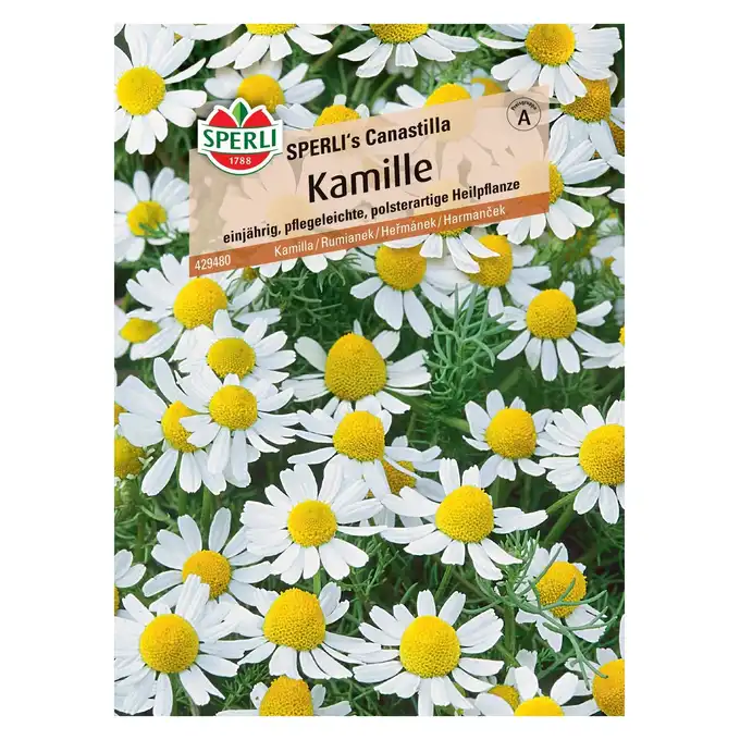 Rumianek 'SPERLI's Canastilla' Nasiona PREMIUM Sperli