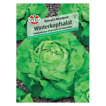 Sałata głowiasta zimująca 'Nansen's Noordpool' Nasiona PREMIUM Sperli