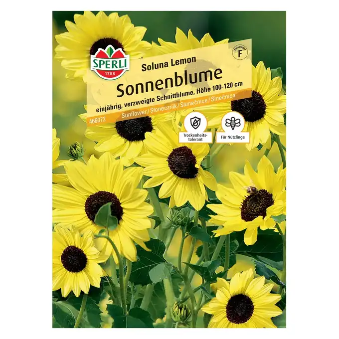 Słonecznik 'Soluna Lemon' Nasiona PREMIUM Sperli