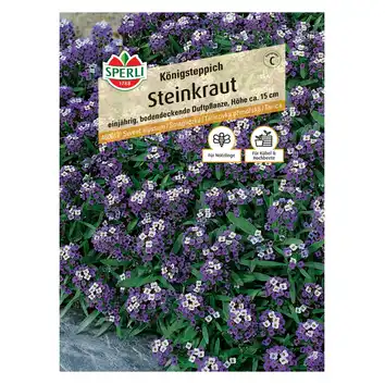 Smagliczka 'Königsteppich' Nasiona PREMIUM Sperli