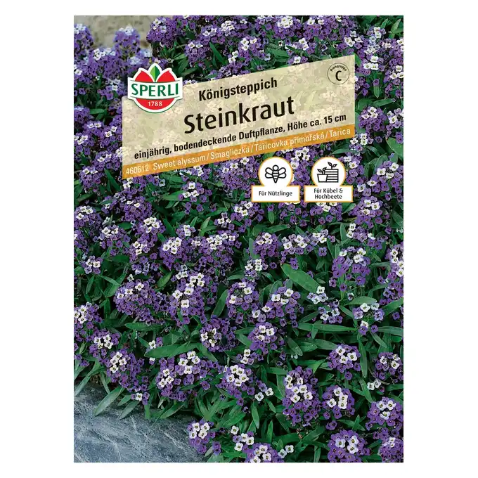 Smagliczka 'Königsteppich' Nasiona PREMIUM Sperli