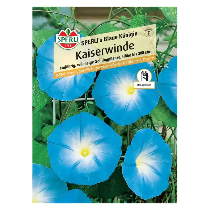 Wilec trójbarwny 'SPERLI's Blaue Königin' Nasiona PREMIUM Sperli
