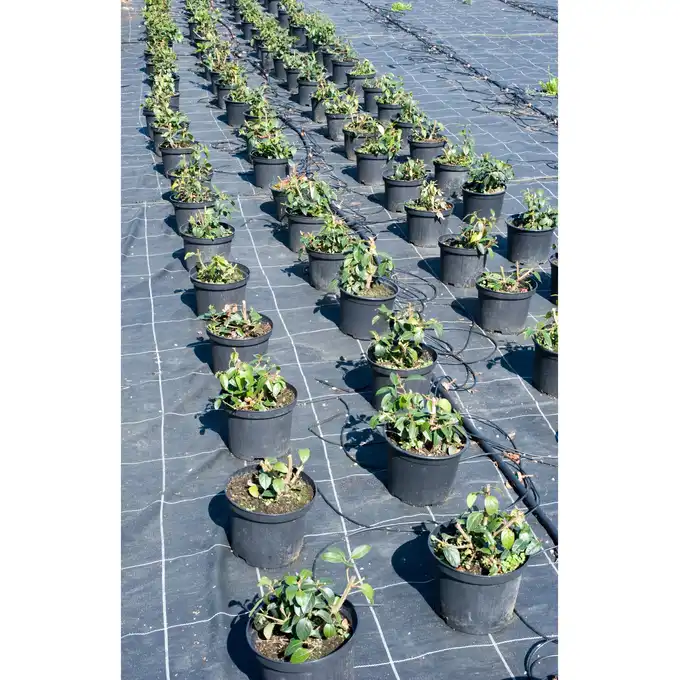 SKARDEN Agrotkanina 1,1x100m CZARNA 70g/m2