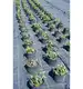 SKARDEN Agrotkanina 1,1x100m CZARNA 70g/m2