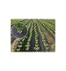 SKARDEN Agrotkanina 1,1x100m CZARNA 70g/m2