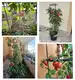 Doniczka do uprawy pomidorów, warzyw, owoców Tomato Grower 12L + 28L antracyt