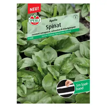 Szpinak  'Apollo, F1' Nasiona PREMIUM Sperli