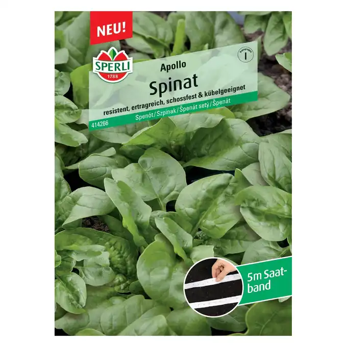 Szpinak  'Apollo, F1' Nasiona PREMIUM Sperli