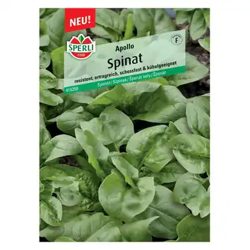 Szpinak  'Apollo, F1' Nasiona PREMIUM Sperli
