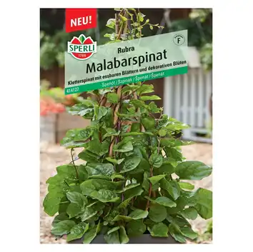 Szpinak malabarski 'Rubra' Nasiona PREMIUM Sperli