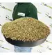 Trawa Samonawożąca z mikrokoniczyną 20kg 800m2 eGarden