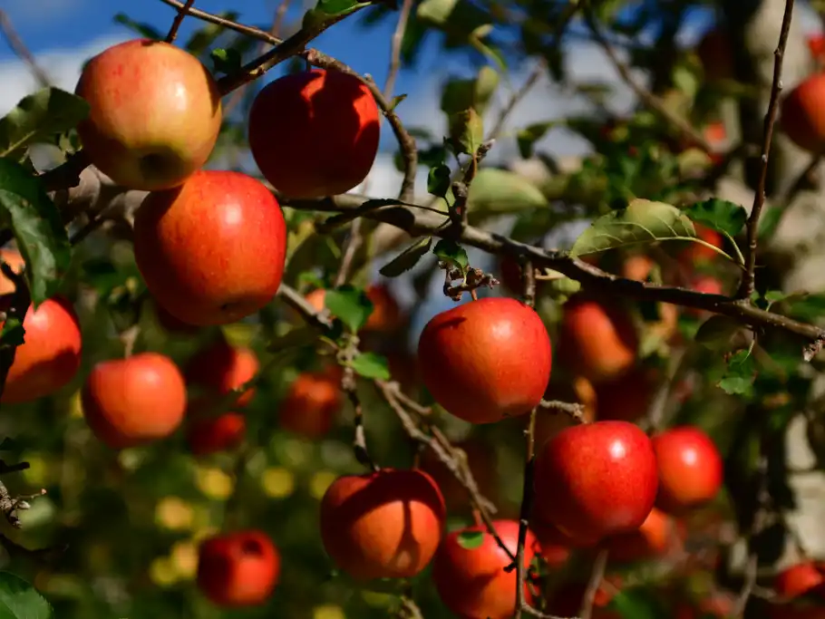 Jaki nawóz pod drzewa owocowe na wiosnę. Praktyczne wskazówki