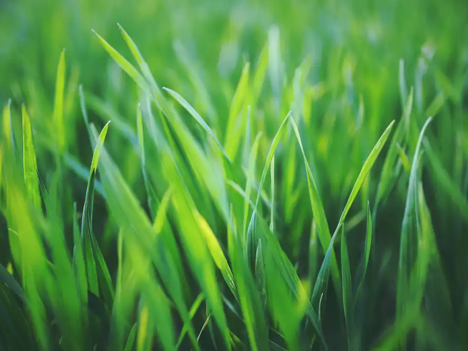 Kiedy siać trawę? Termin siewu trawnika krok po kroku