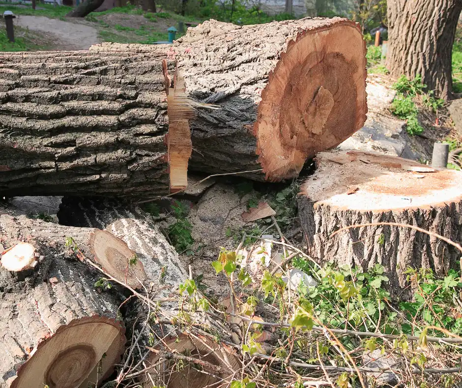 Wycinka drzew. Kiedy i jakie drzewa można wyciąć w ogrodzie?
