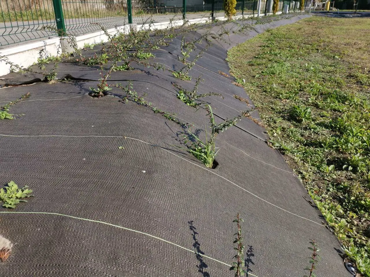 Agrotkanina czy agrowłóknina - co lepsze dla Ciebie?