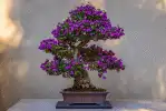Jak dbać o drzewko bonsai? Najważniejsze zasady pielęgnacji