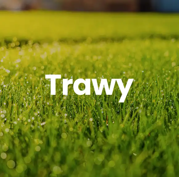trawy