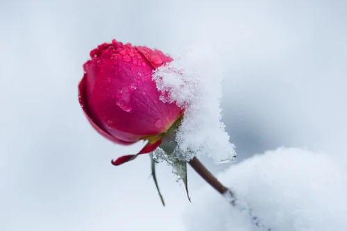 Zimowanie róż - sprawdzone sposoby