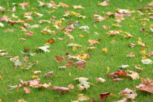 Nawożenie trawnika jesienią – czy warto?