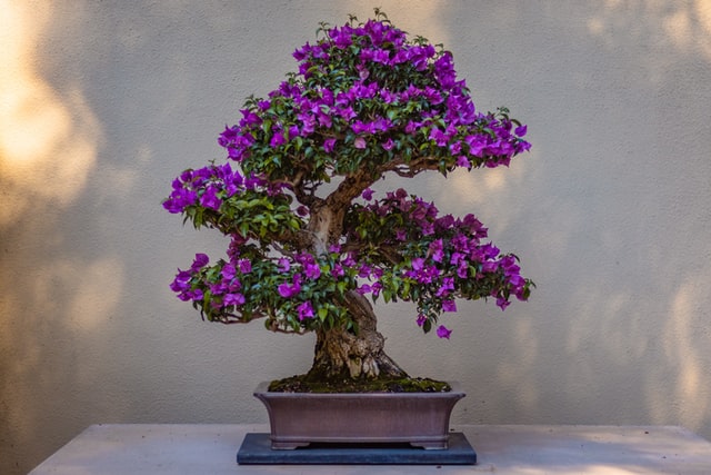 Jak dbać o drzewko bonsai? Najważniejsze zasady pielęgnacji