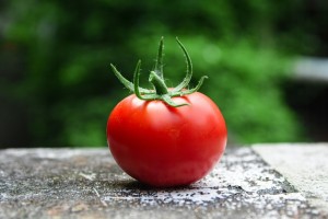 Rozsada pomidorów w domu - poradnik krok po kroku