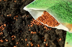 Dlaczego warto wybierać nasiona wysokiej jakości marki Sperli?