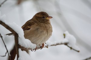 Dokarmiania ptaków zimą, czyli od kiedy i czym